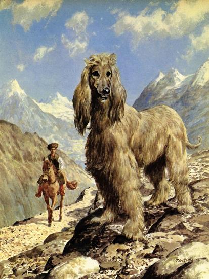 Afghan Hound Tazi